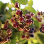 Mulberry Spice